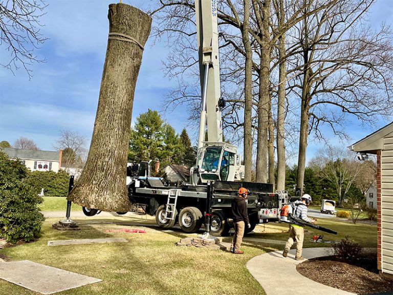 Tree Removal Chester County PA | Boot Road Tree Service