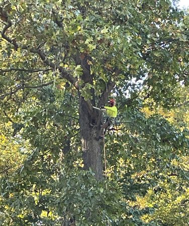 tree-pruning-1.jpg